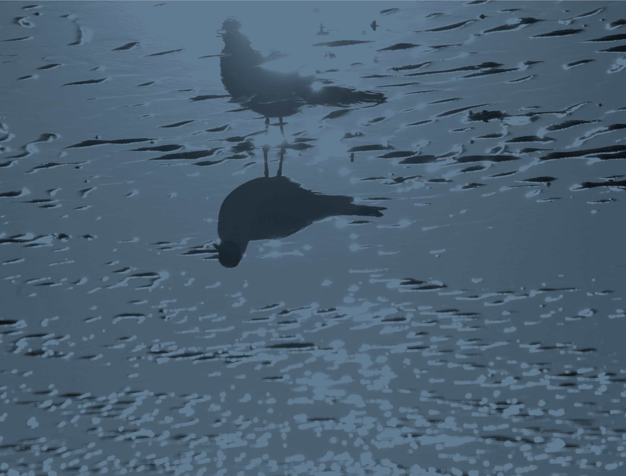 Möwe spiegelt sich im Wattenmeer, Titelbild des Projekts Küstenwandel